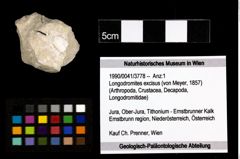 Foto (Objekt + Etiketten) von Longodromites excisus (von Meyer, 1857) 